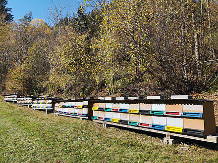 Winterruhe am Bienenstand in Leisach