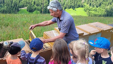 Wabe mit der Bienenkönigin wird gesucht